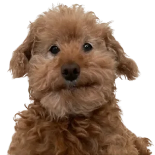 Sticker doggies by @normtips - 2