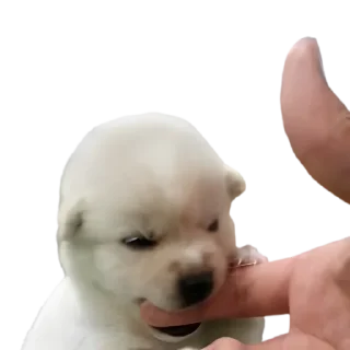 Sticker doggies by @normtips - 11