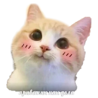 Sticker northwlnd - 0