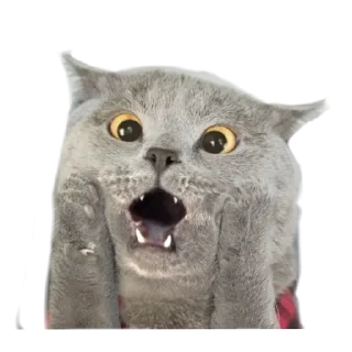 Sticker northwlnd - 1