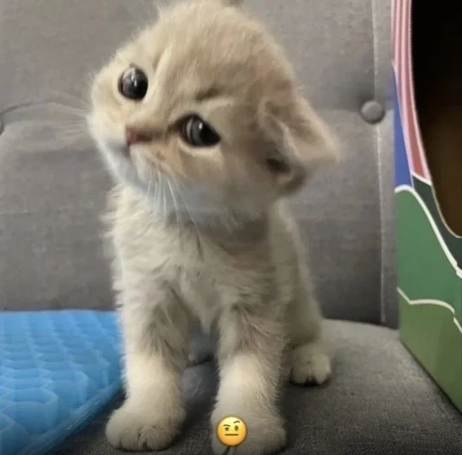 Мяу? Типо котики - 