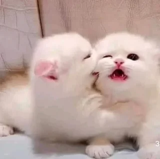 Sticker Мяу? Типо котики - 8