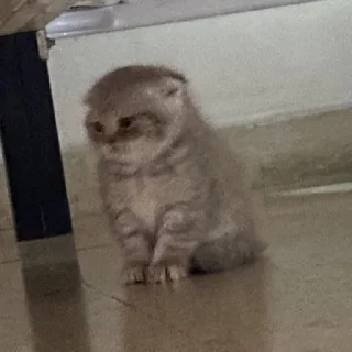 Sticker Мяу? Типо котики - 7