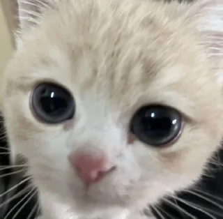 Sticker Мяу? Типо котики - 11