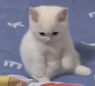 Sticker Мяу? Типо котики - 4