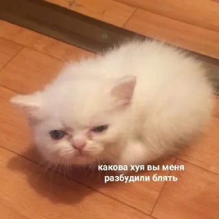 Sticker Мяу? Типо котики - 6