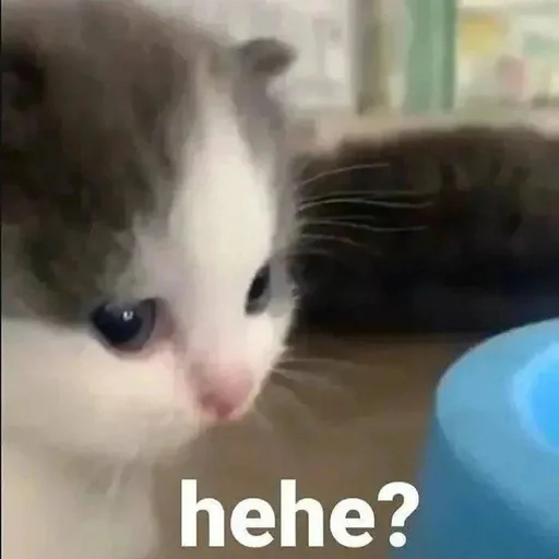 млекопитающее кошка животное