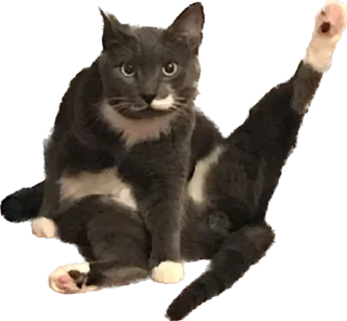 Sticker 501 Not Implemented - 2