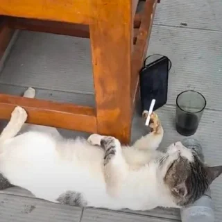 Sticker @nullchdays рандомное - 8