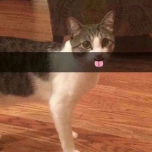 small to medium-sized cats felidae floor