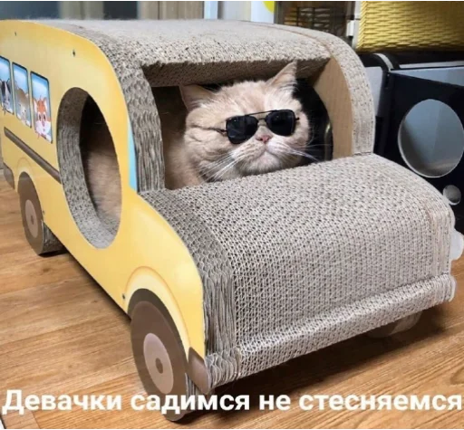 animal small to medium-sized cats felidae