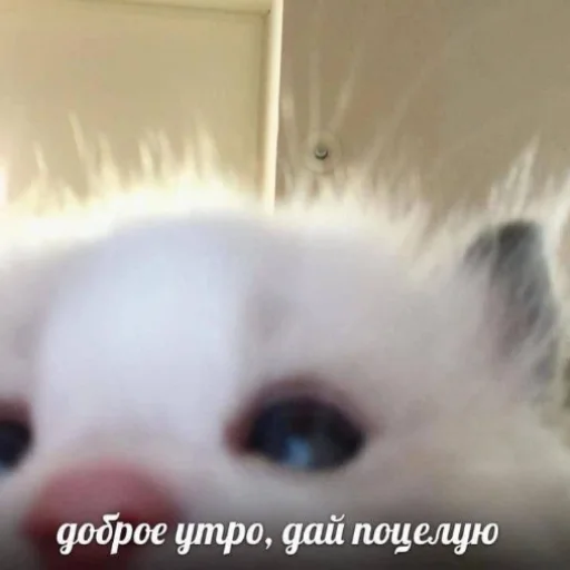 animal mammal small to medium-sized cats