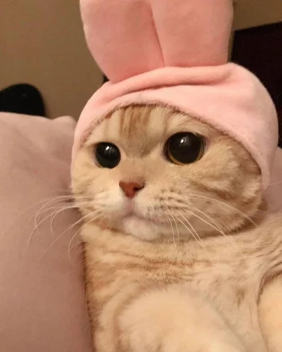 indoor cat small to medium-sized cats