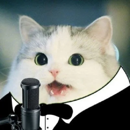 small to medium-sized cats mammal felidae