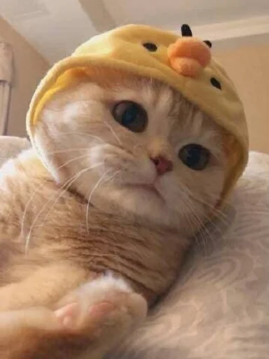 indoor small to medium-sized cats felidae