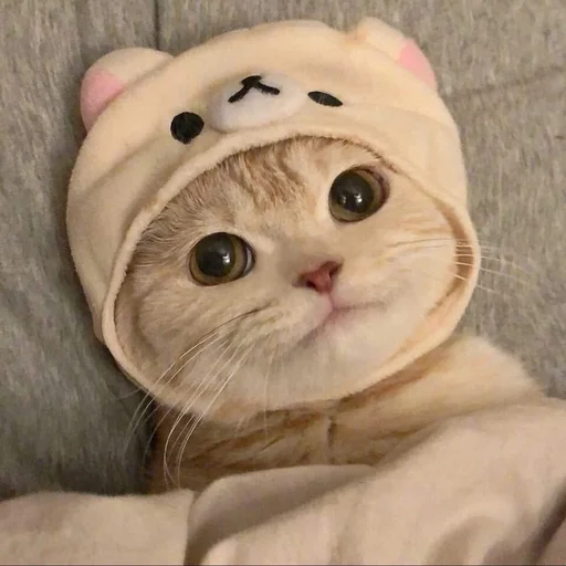 комнатный кошачьи кошки малого и среднего размера