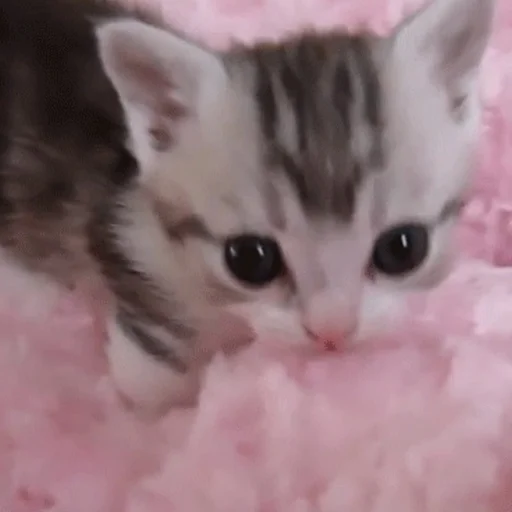 кошка кошки малого и среднего размера млекопитающее