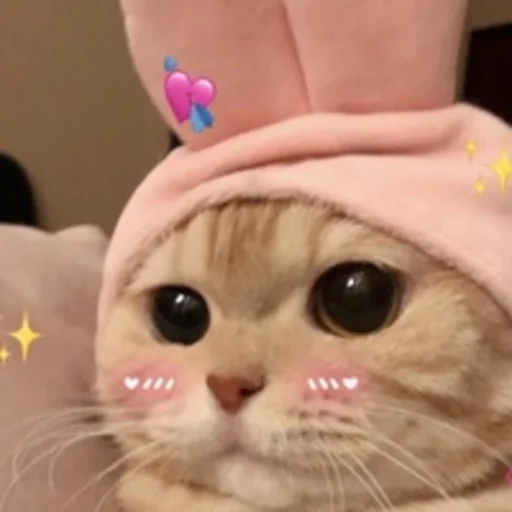 кошки малого и среднего размера кошка комнатный