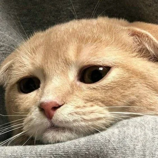 животное млекопитающее кошка