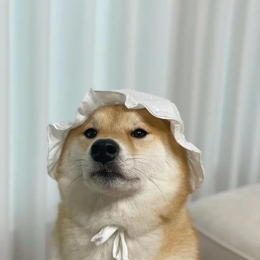 домашнее животное животное порода собак