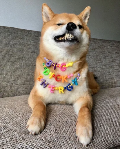 животное домашнее животное млекопитающее