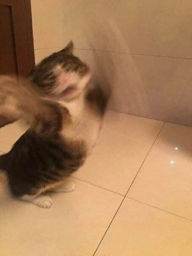 комнатный кошки малого и среднего размера кошачьи