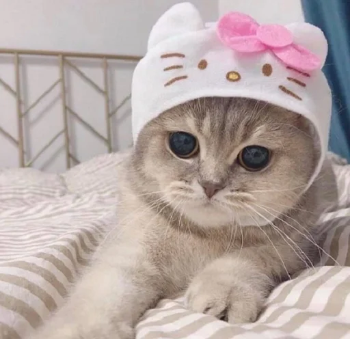 кошка кошки малого и среднего размера животное