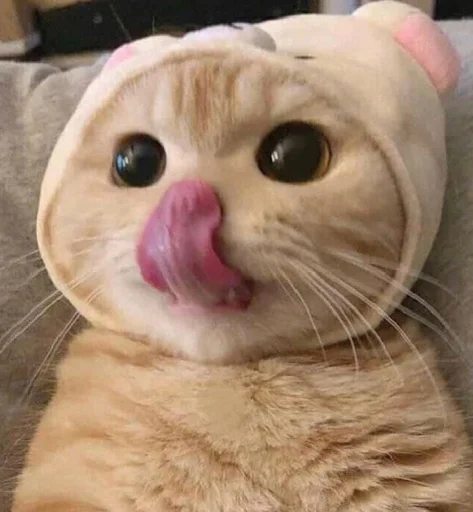 животное кошки малого и среднего размера млекопитающее