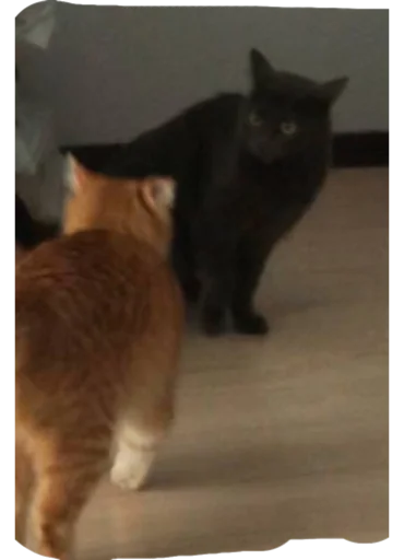 Sticker nurikandvaflya - 1