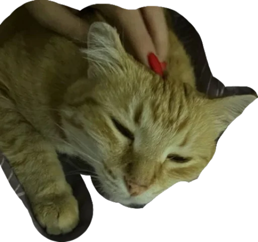 Sticker nurikandvaflya - 1