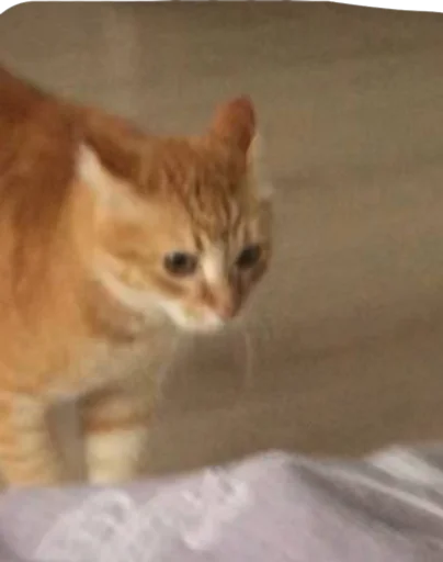 Стикер nurikandvaflya - 1