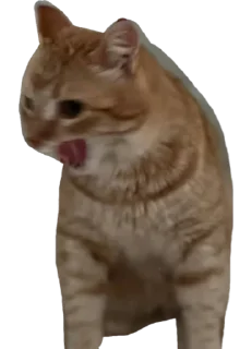 Sticker Нурик и Вафля 🐈🐈‍⬛ - 0