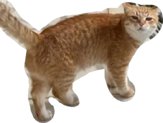 Sticker Нурик и Вафля 🐈🐈‍⬛ - 4