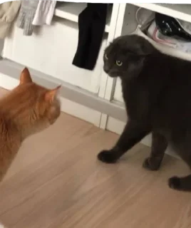 Sticker Нурик и Вафля 🐈🐈‍⬛ - 3