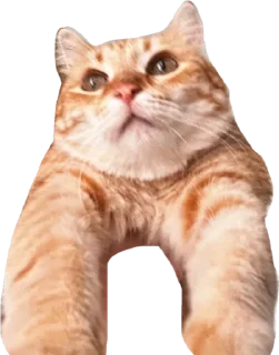 Sticker Нурик и Вафля 🐈🐈‍⬛ - 5