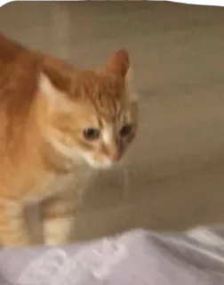 Sticker Нурик и Вафля 🐈🐈‍⬛ - 1