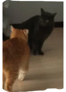 Sticker Нурик и Вафля 🐈🐈‍⬛ - 9