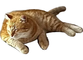 Sticker Нурик и Вафля 🐈🐈‍⬛ - 6