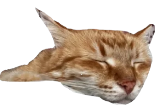 Sticker Нурик и Вафля 🐈🐈‍⬛ - 8