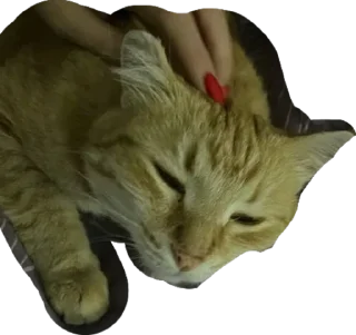 Sticker Нурик и Вафля 🐈🐈‍⬛ - 2