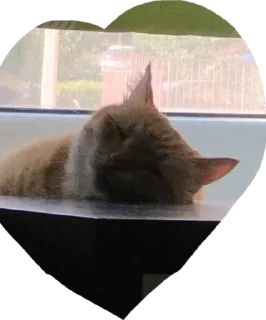 Sticker Нурик и Вафля 🐈🐈‍⬛ - 7