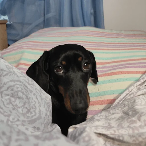 Sticker nushas_squad - 1