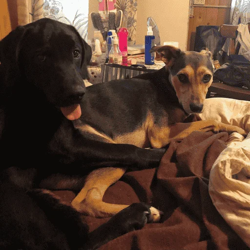 Sticker nushas_squad - 1