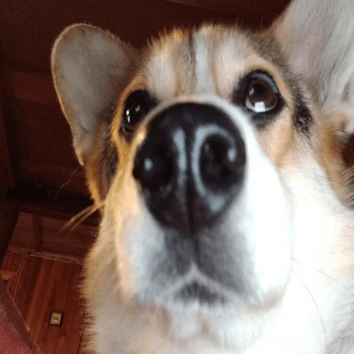 Sticker nushas_squad - 1