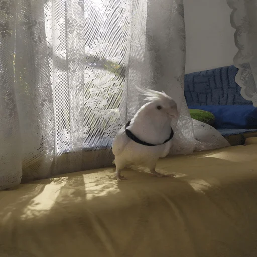 Sticker nushas_squad - 1