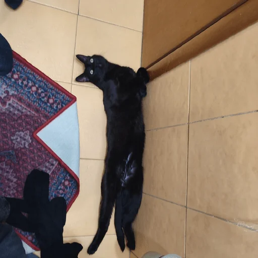 Sticker nushas_squad - 1