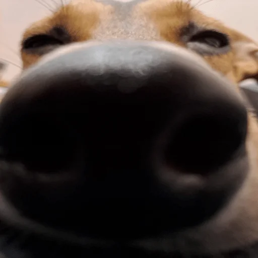 Стикер nushas_squad - 1