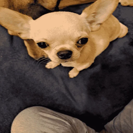 Sticker nushas_squad - 1