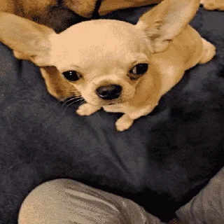 Sticker polina core - 0