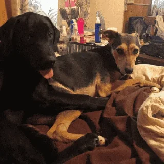 Sticker polina core - 6